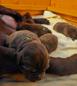 Heidelberg Hills Labradors