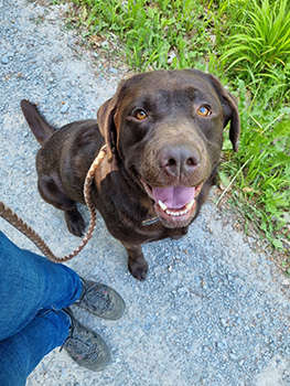 Heidelberg Hills Labradors