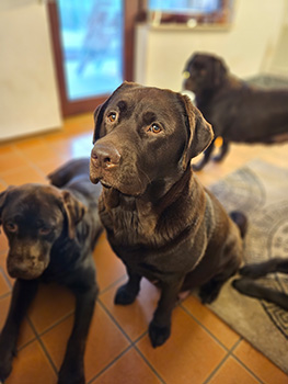 Heidelberg Hills Labradors