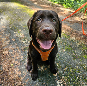 Heidelberg Hills Labradors