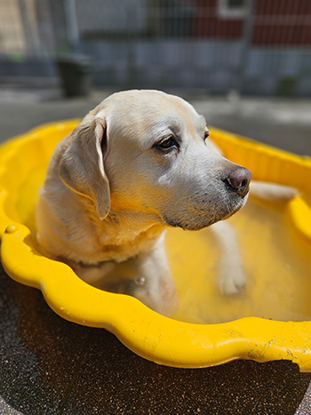 Heidelberg Hills Labradors