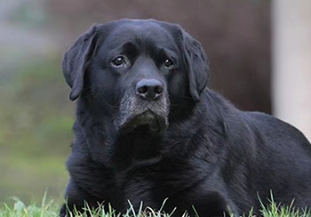 Heidelberg Hills Labradors