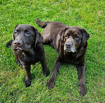 Heidelberg Hills Labradors