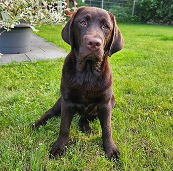 Heidelberg Hills Labradors