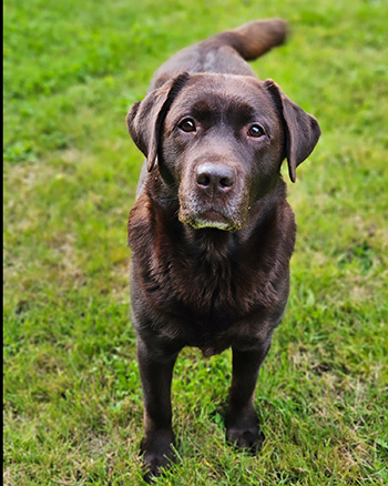 Heidelberg Hills Labradors