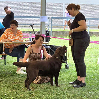 Heidelberg Hills Labradors