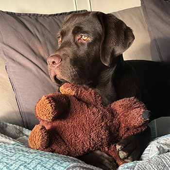 Heidelberg Hills Labradors