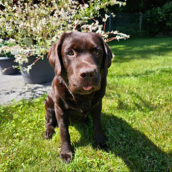 Heidelberg Hills Labradors