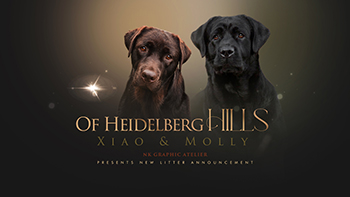 Heidelberg Hills Labradors