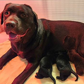 Heidelberg Hills Labradors