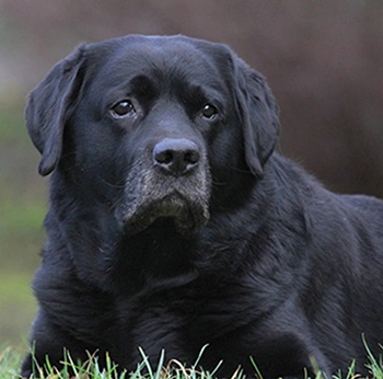 Heidelberg Hills Labradors