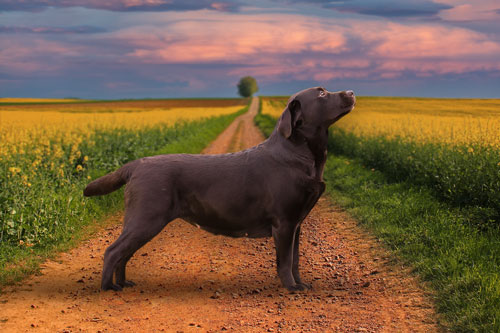 Heidelberg Hills Labradors