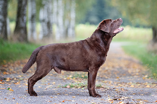 Heidelberg Hills Labradors