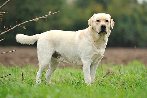 Heidelberg Hills Labradors