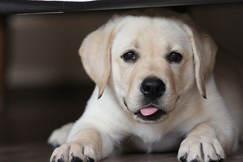 Heidelberg Hills Labradors