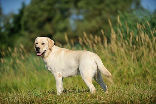 Heidelberg Hills Labradors