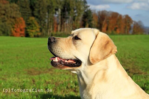 Heidelberg Hills Labradors