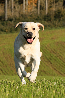 Heidelberg Hills Labradors