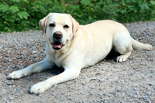 Heidelberg Hills Labradors